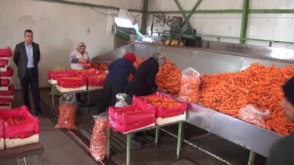 Tarım Orman Müdürü Ekici'den Havuç Tesisine Ziyaret