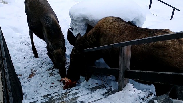 Moose Munch on Porch Pumpkin