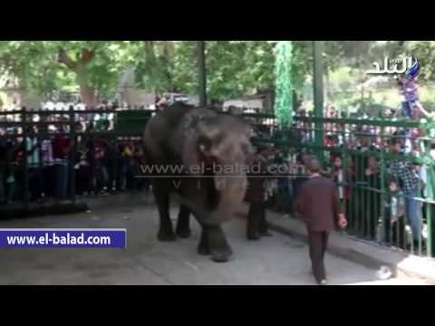 صدى البلد | الحزن يسيطر على نعيمة بعد وفاة الفيل كريمة بحديقة الحيوان