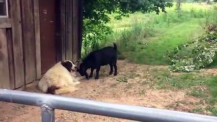 Cette chèvre vient embêter un chien qui n'en a rien à faire