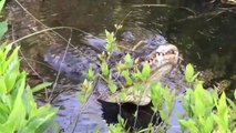 Voilà ce qu'on entend dans les marais pendant la saison des amours des alligators