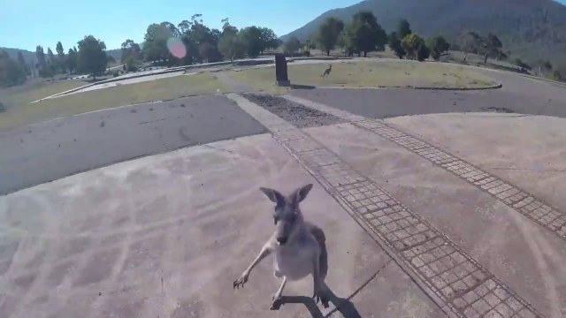 Ces kangourous détestent les parachutistes...