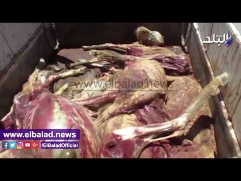 صدى البلد | ضبط 8 حمير مذبوحة قبل بيعها للمواطنين بالفيوم