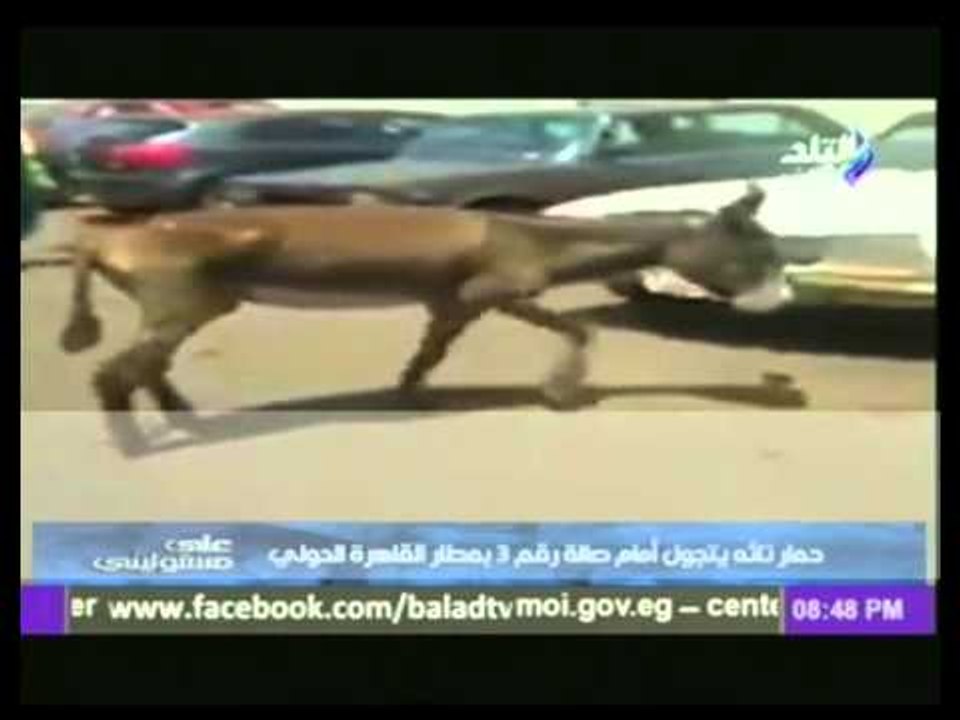 احمد موسى يصاب بحالة "هستريا" بعد مشاهدة فيديو لحمار تائة فى مطار القاهرة