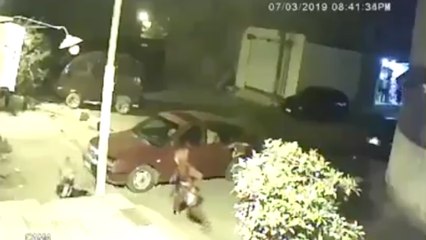 كلب ضال يعقر طفلا في شبرا الخيمة.. والأمن يتلقى إخطارا