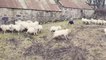 Three-Year-Old Girl Herds Sheep