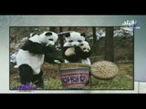 هالة فاخر تعرض بالصورعلماء صينيون يرتدون زي الباندا للتعامل مع صغارها ... شاهد السبب ؟