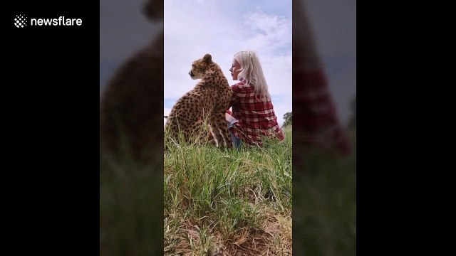 Cheetah cuddles up to woman with kisses and a lot of purring