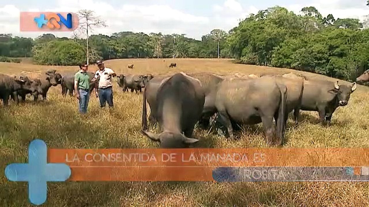 Los Búfalos de San Rafael de Río Cuarto qn-Lo...