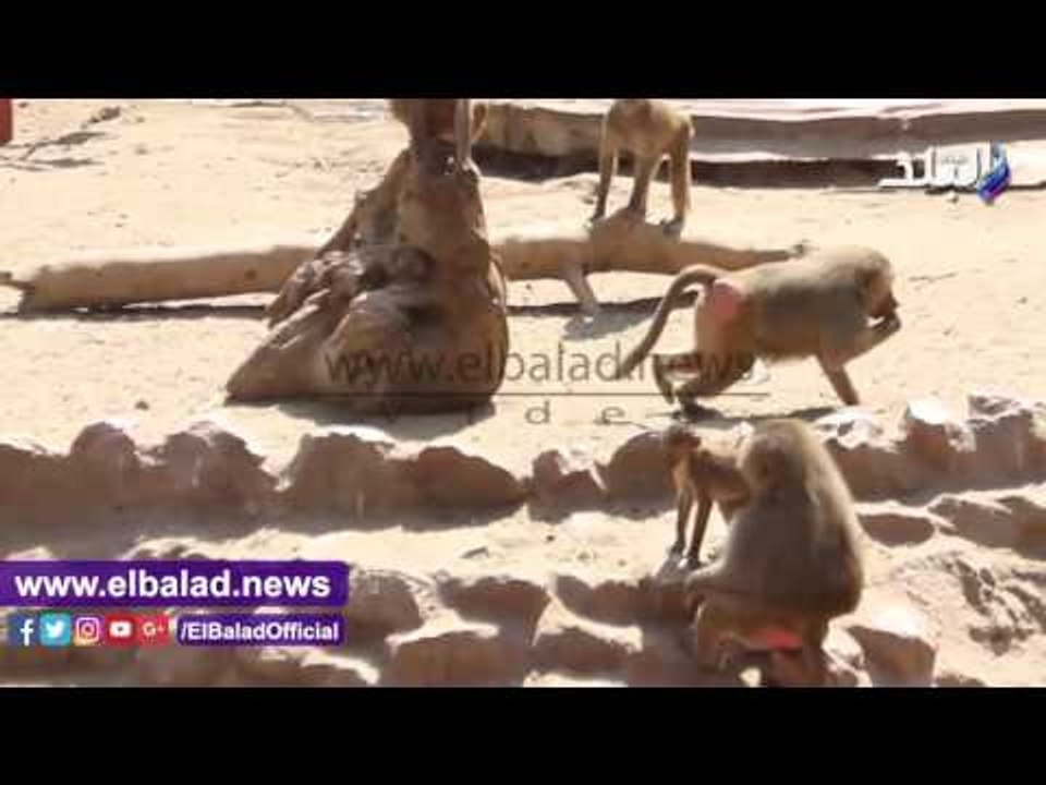 صدى البلد | قبال كثيف من زوار حديقة الحيوان علي بيت السباع وجبلاية القرود والدب الروسي