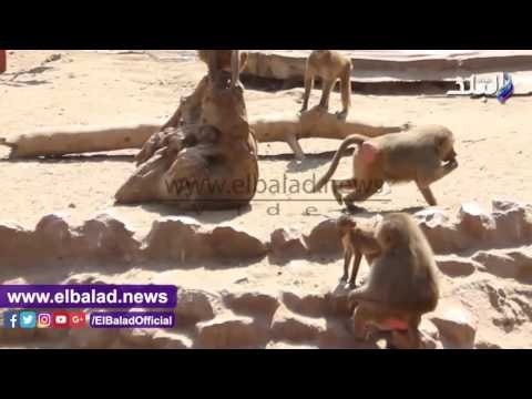 صدى البلد | قبال كثيف من زوار حديقة الحيوان علي بيت السباع وجبلاية القرود والدب الروسي