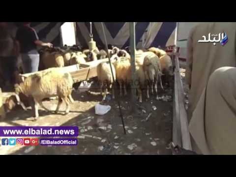صدى البلد | إقبال كثيف على شوادر الخراف لشراء أضاحي العيد.