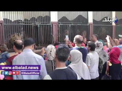 صدى البلد |ازدحام المواطنين على بيت السباع والفيل بحديقة الحيوان