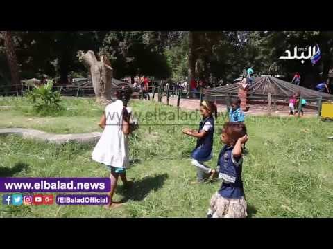 صدى البلد | الأطفال يداعبون الحيوانات بايدهم في حديقة الحيوان