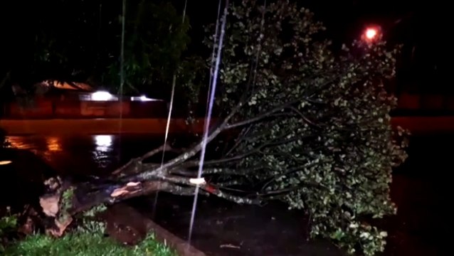 Queda de árvore no Quebec deixa via parcialmente interditada