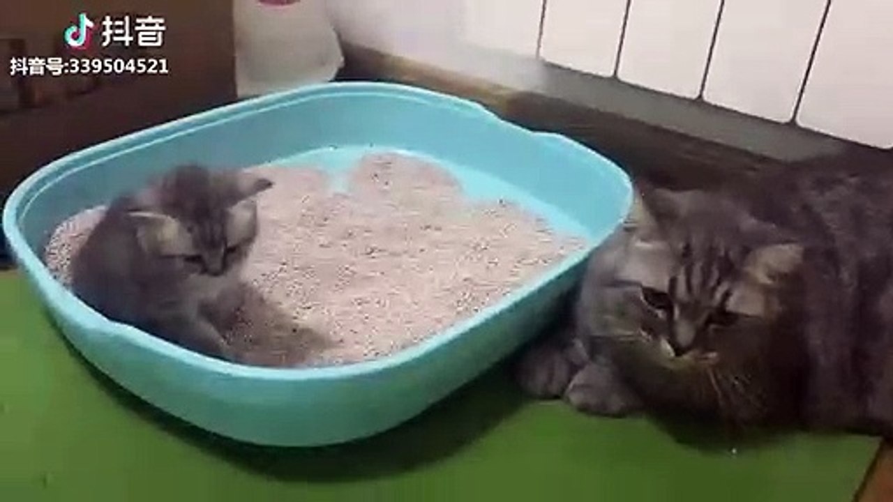 Dog & cat 38