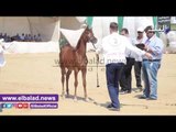 صدى البلد | ننشر أسماء الخيول الفائزة بالمراكز الاولي بمهرجان الشرقية