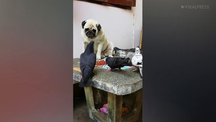 Pug Gets Bullied By Pigeons