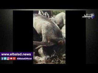 صدى البلد |  ضبط 9 حمير مذبوحين قبل بيعهم بالاسواق فى الجيزة..