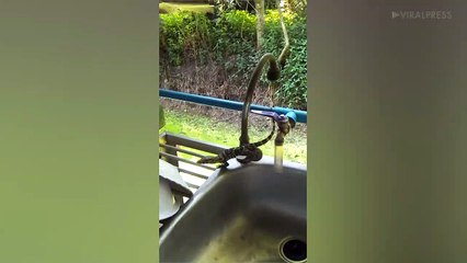 Baby Water Monitor Lizard On Sink