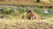 Big Battle Tiger Vs Lion Vs Gorilla Fight To Death ¦ Extreme Crazy Animal Fights caught On Camera