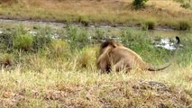 Big Battle Tiger Vs Lion Vs Gorilla Fight To Death ¦ Extreme Crazy Animal Fights caught On Camera