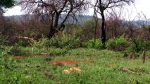 Lion Vs Leopard Vs Mongoose Fight  Most Amazing Moments Of Wild Animal Fights