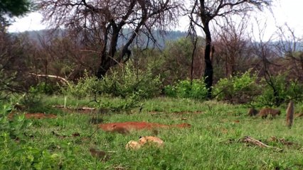 Video herunterladen: Lion Vs Leopard Vs Mongoose Fight ¦ Most Amazing Moments Of Wild Animal Fights