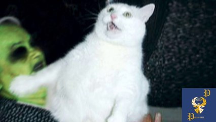 Funny Cats Scared of Masks - Part 1