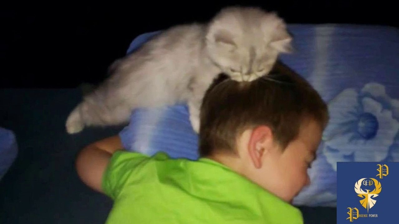 Cats Alarm Clocks - Cats Waking Up Their Owners Part 3