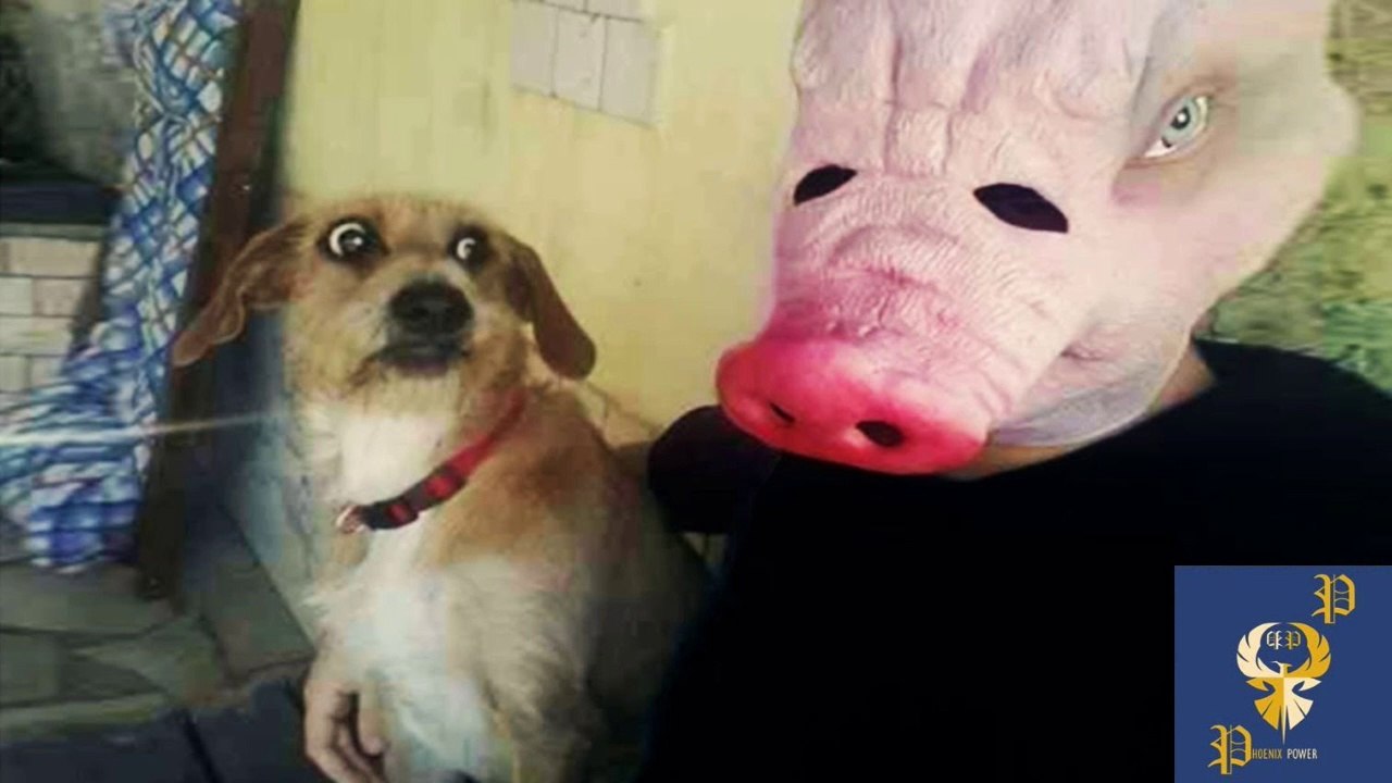Funny Dogs Scared of Masks - Part 2