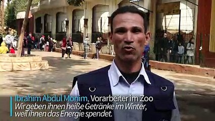 Teatime für Schimpansen: Etwas Warmes braucht der Affe