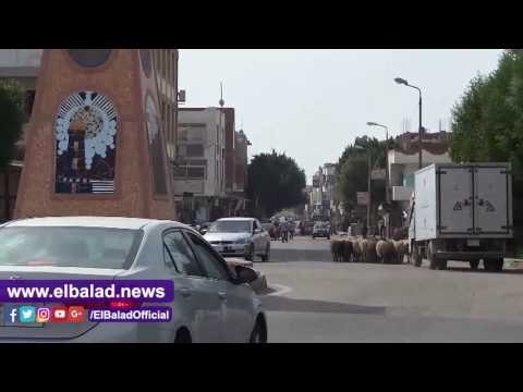 الاغنام والماعز تتجول فى شوارع طور سيناء عاصمة جنوب سيناء