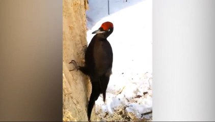Un pic noir creuse un arbre à la recherche d'insectes !