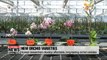 Korean researchers develop affordable, long-lasting orchid varieties