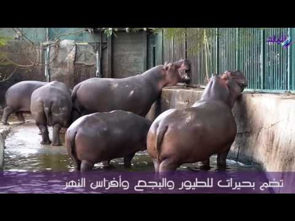 صدى البلد | حديقة حيوان الجيزة أعرق حدائق أفريقيا