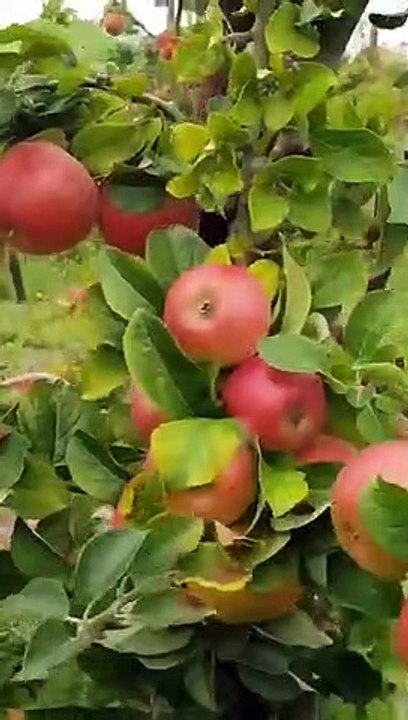An Orchard in India