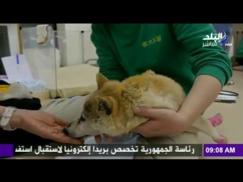 صدق أو لا تصدق.. إنشاء أول دار لرعاية الكلاب المسنة | صدى البلد