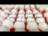 صدى البلد | أسرار فوائد البيض لأمراض العيون