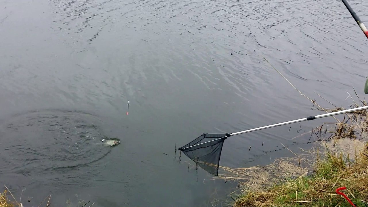 Pont-à-Mousson : ouverture de la pêche et première prise
