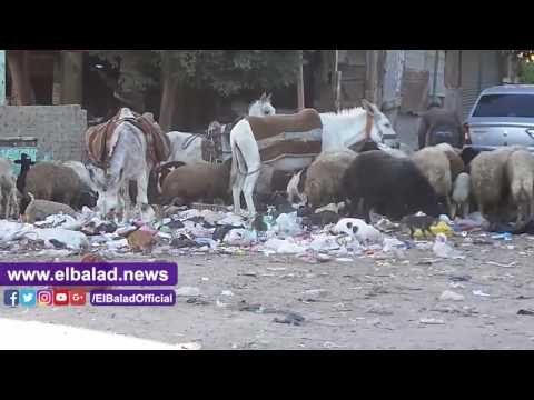 صدى البلد | محطة قطار القناطر الخيرية تتحول لمقلب قمامة