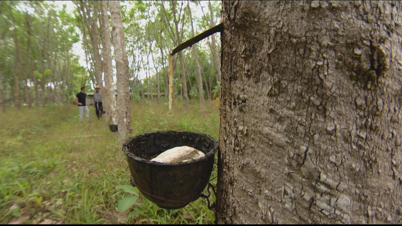 Thailand offers rubber farmers subsidy amid falling latex prices