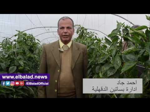 صدى البلد | صدى البلد داخل صوب تصدير الفلفل بالدقهلية