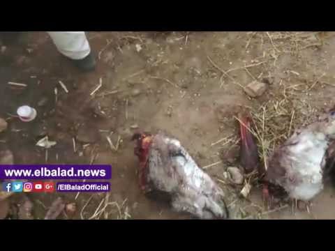 صدى البلد | ضبط 3 أطنان لحم حمير و200 حمار حى بحوزة تاجر بالشروق