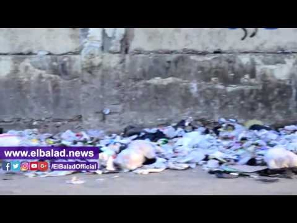 صدى البلد | "صدى البلد" يرصد كلاب ضالة وقمامة بأكديمية الفنون