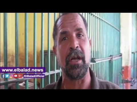 صدى البلد |ذبح الحمير يرفع أسعارها في بني سويف