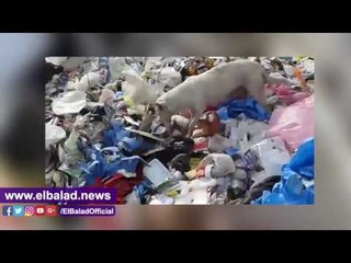 صدى البلد |بالرئيس مدينة المحلة يحرر بلاغ ضد مستشفي لإلقاء نقايات طبية وسط مناطق سكنية