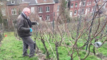 LIEGE - Ans - Taille des vignes des coteaux de la Legia