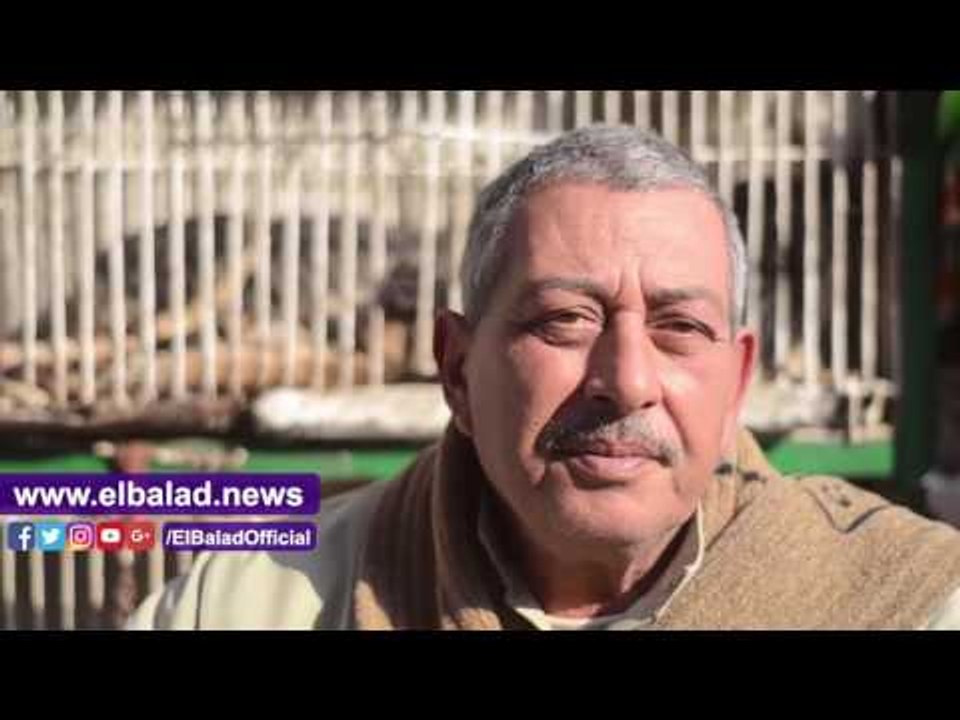صدى البلد | إقبال كبير على "الجيرمين شيبرد والشيرازى " فى سوق الكلاب والقطط