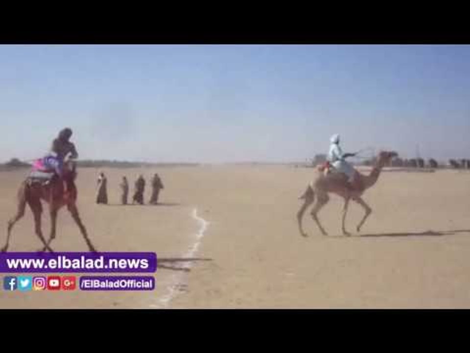 صدى البلد | ختام مهرجان الهجن بأسنا في الاقصر